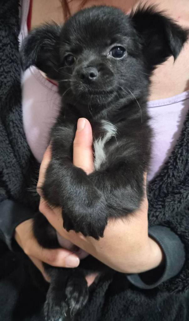 Chihuahua puppys