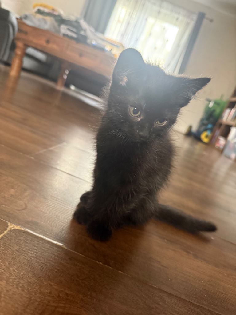 “Adorable Black kitten -Ready to collect. 