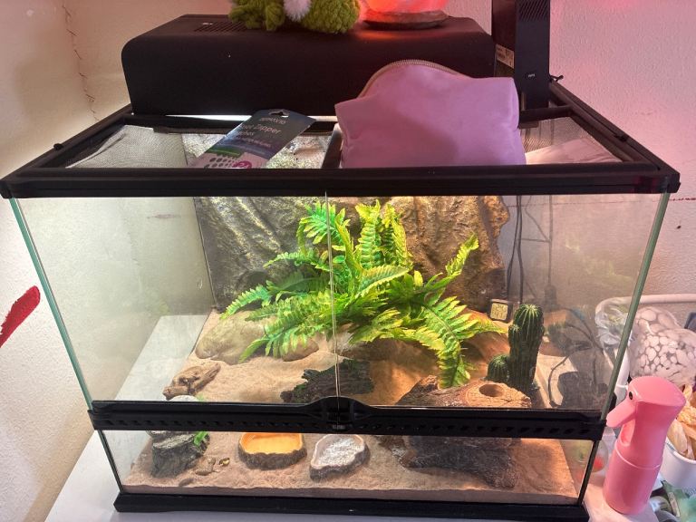 Lepard gecko terrarium 