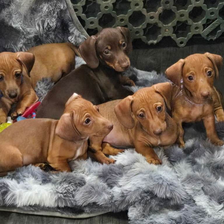 Miniature Dachshund 