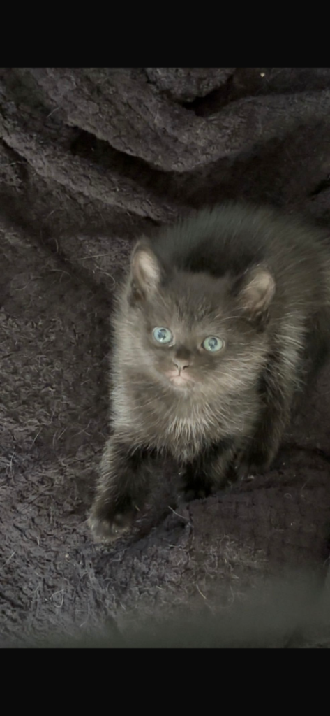 Kittens for sale 1 left!!!!!