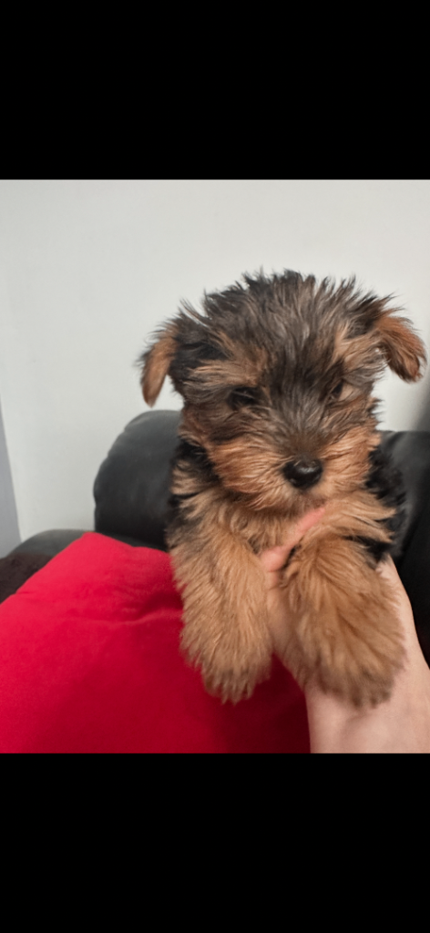 Yorkshire terrier puppy