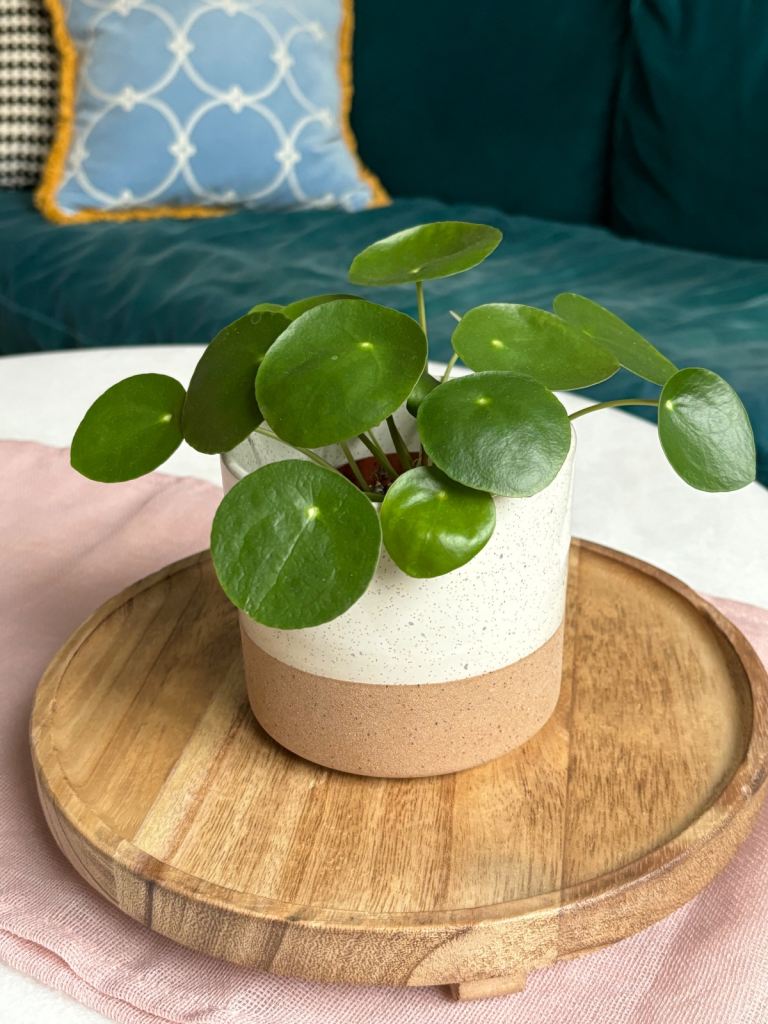 Healthy Pillea (Chinese Moneyplant)