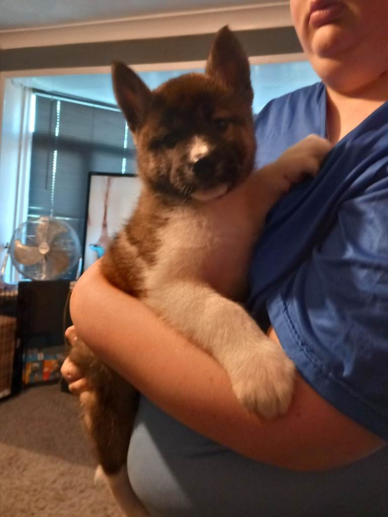 Husky cross akita  puppys ready now 1 girl left 