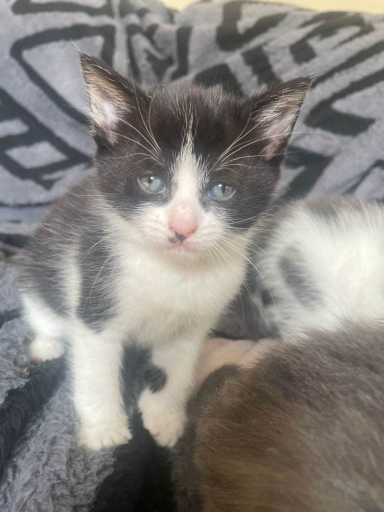 3 beautiful kittens ready for a forever home 