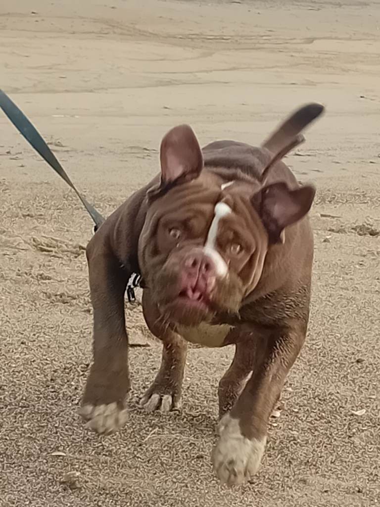 English bulldog 