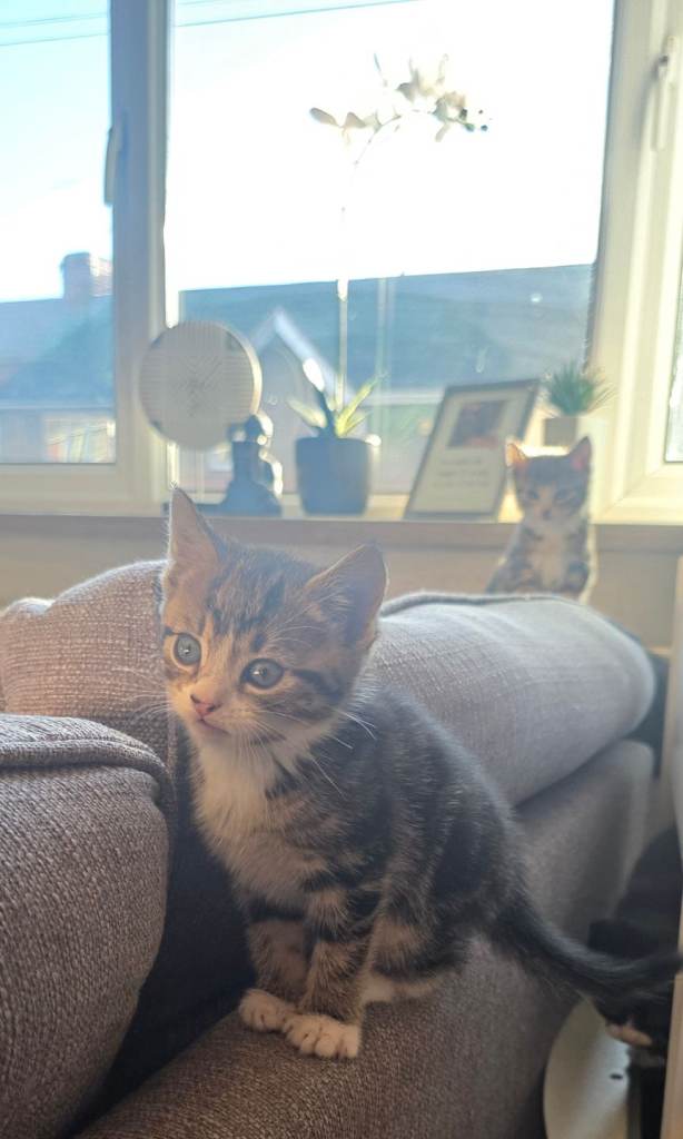 Kittens for sale, all boys