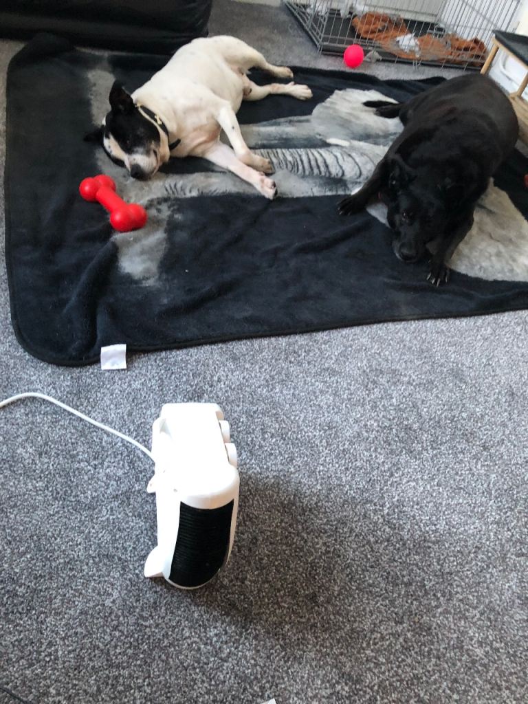 Dog looking for her forever home 