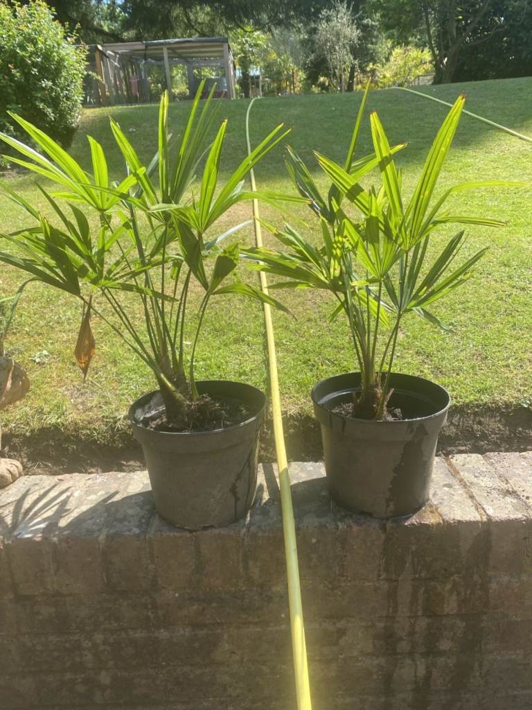 Gorgeous Trachycarpus Fortunei Palms. Grow your own palm tree