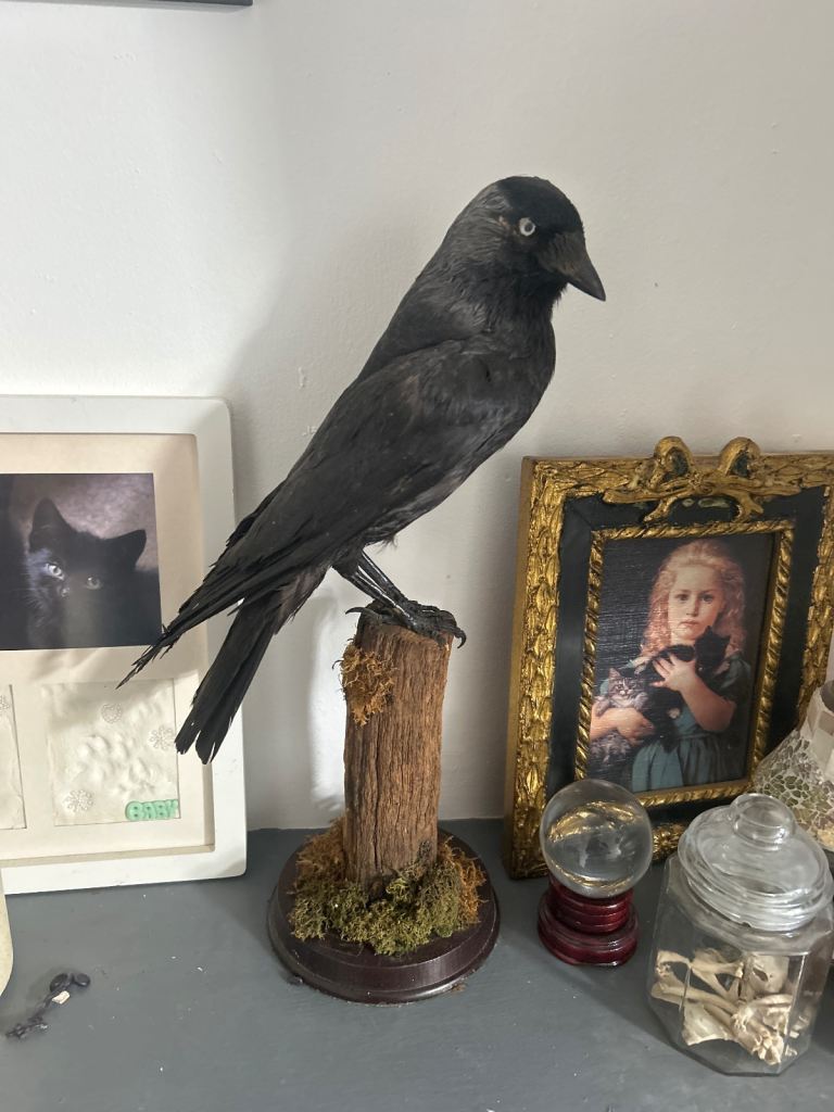 Jackdaw taxidermy 