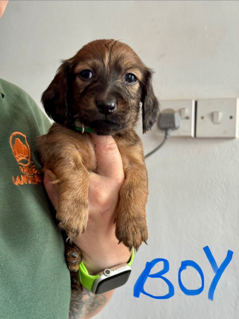Dachshund puppies 