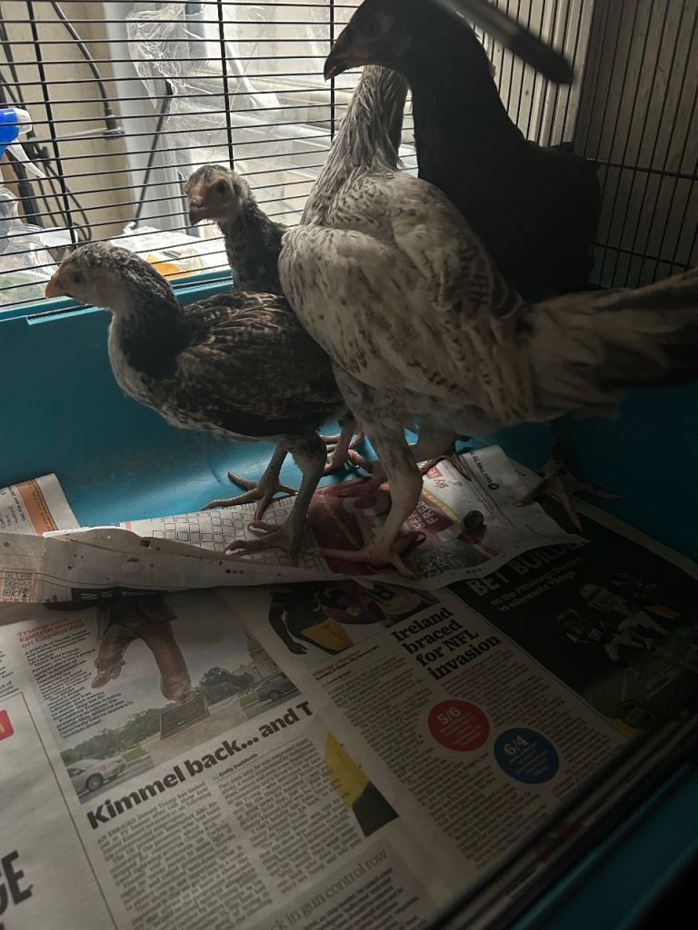 Aseel Rooster, hens and Pullets for sale