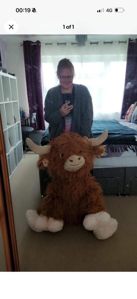 Huge highland cow New
