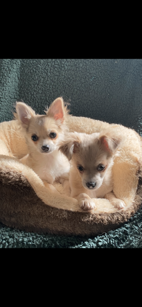 Chihuahua pup golden colour long coat boy 