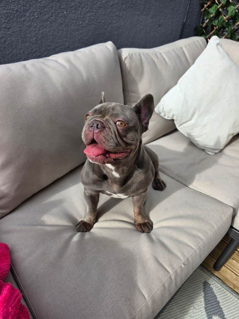 French bulldog 4 years old
