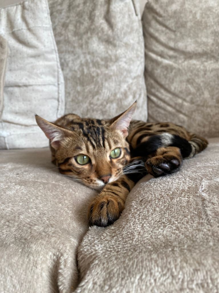 Bengal kitten for rehoming 