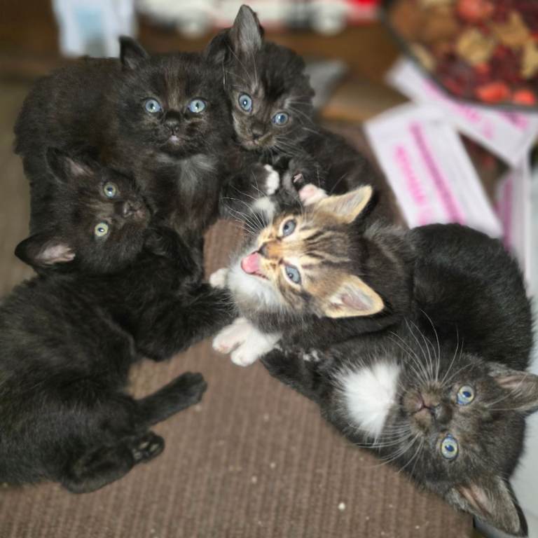 Kittens for Sale