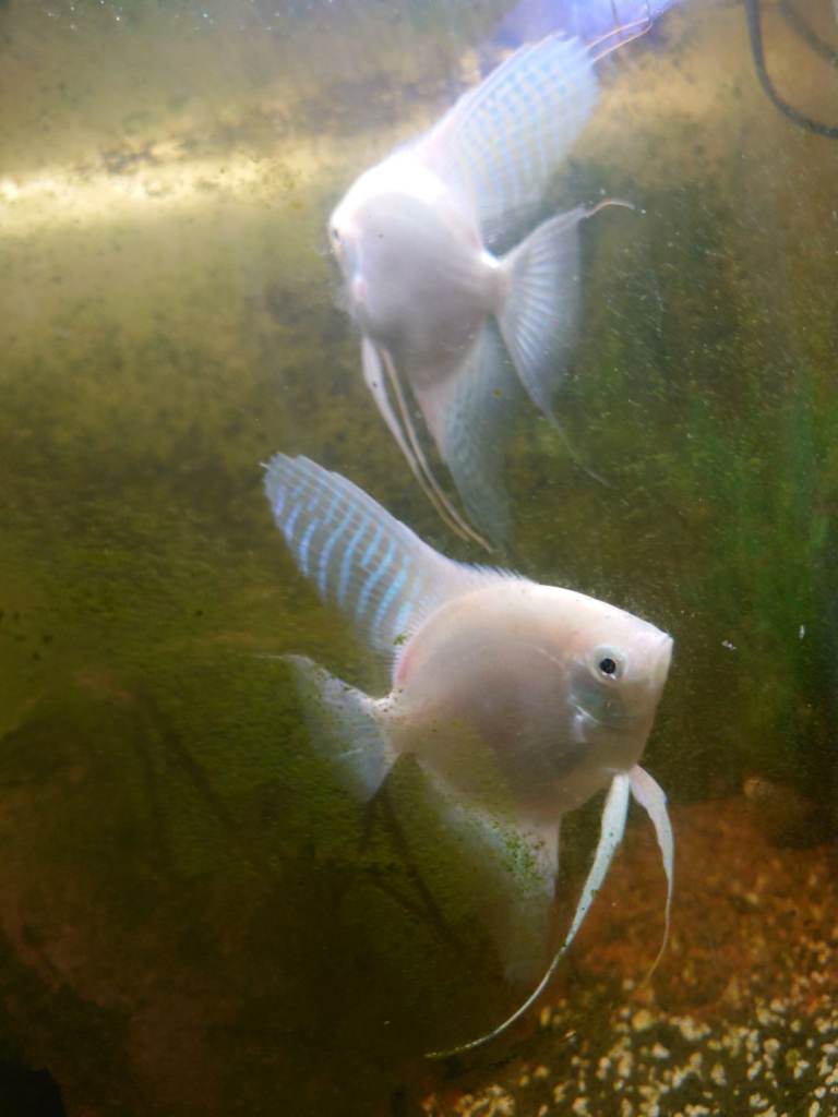 Angel fish 