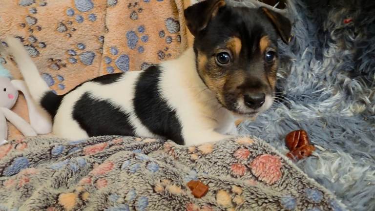 Jack russel pups for sale