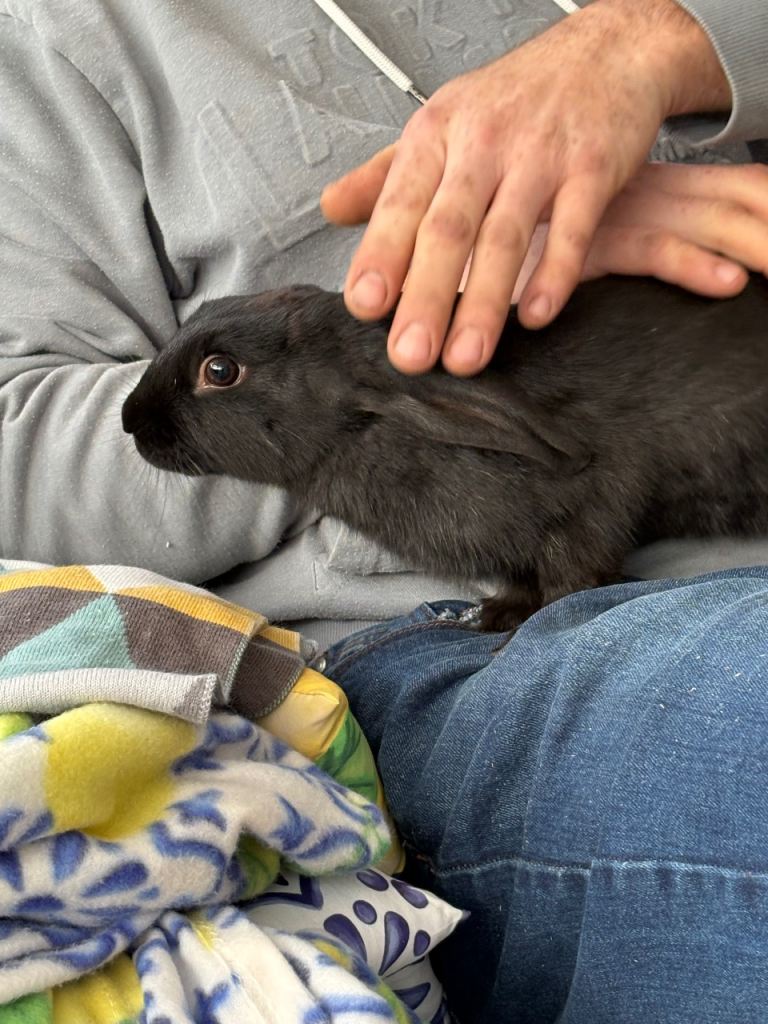 13 week old rabbit looking for new home