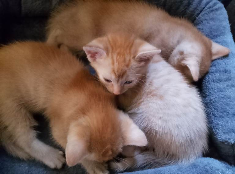Kittens fluffy ginger