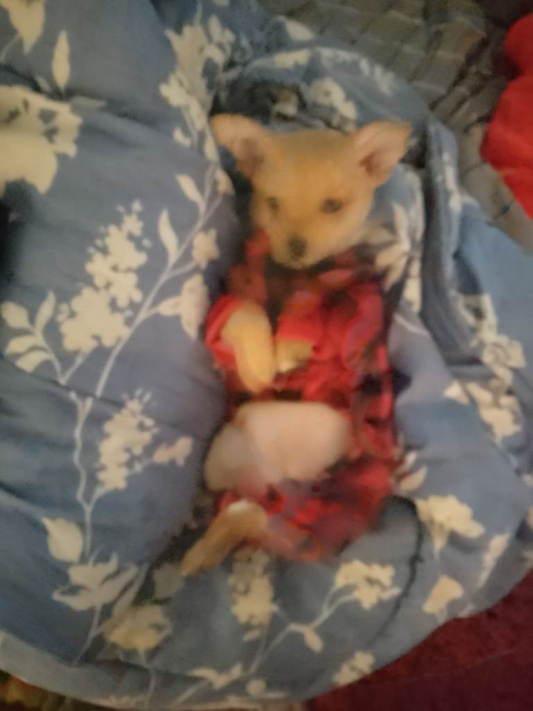 House trained chihuahua 