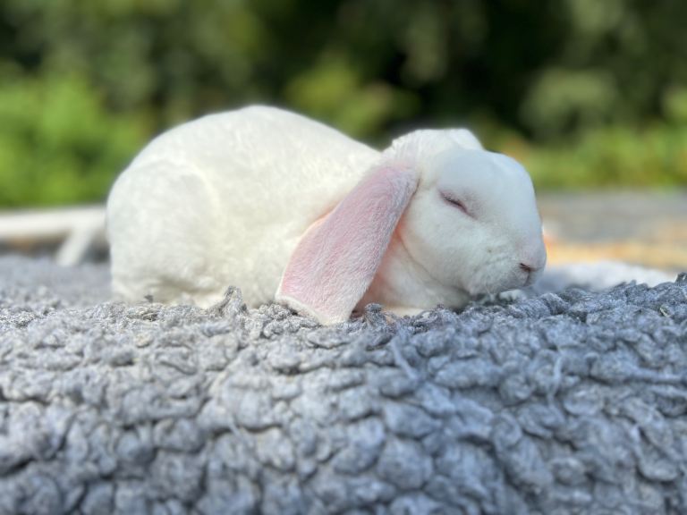 Gorgous and friendly Mini Plush Lop