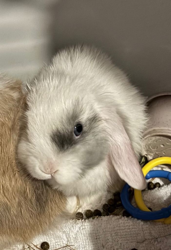 Male mini lop 