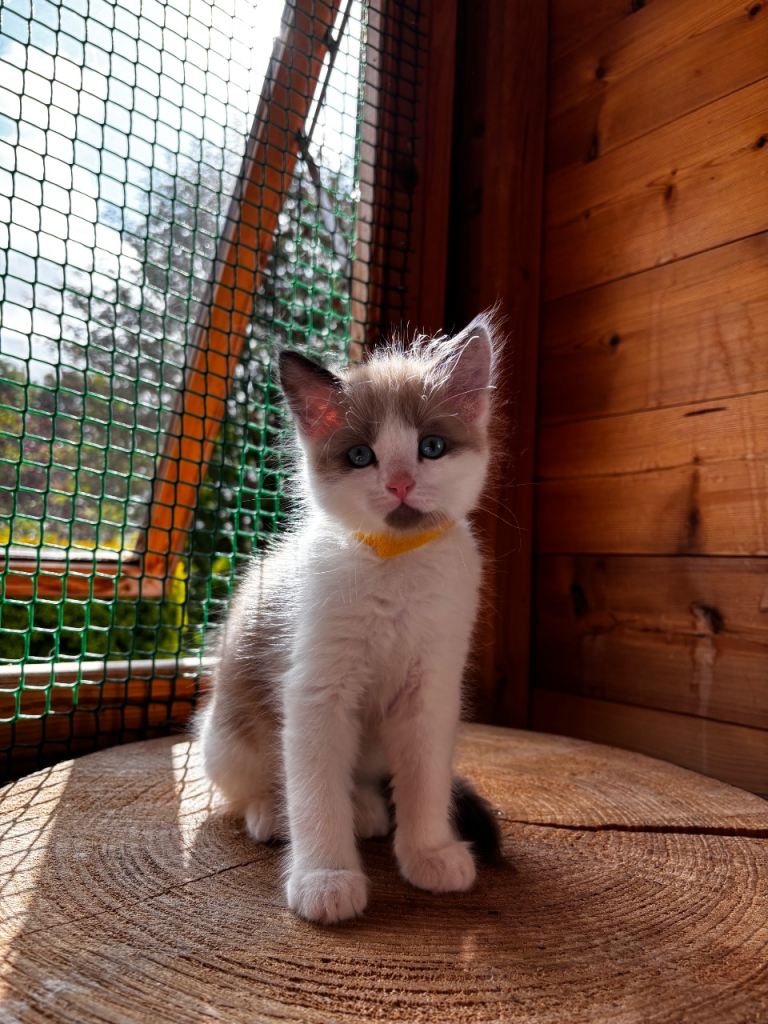 Beautiful Ragdoll x kittens ready to leave 