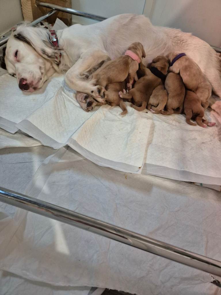 Springador puppies for sale 