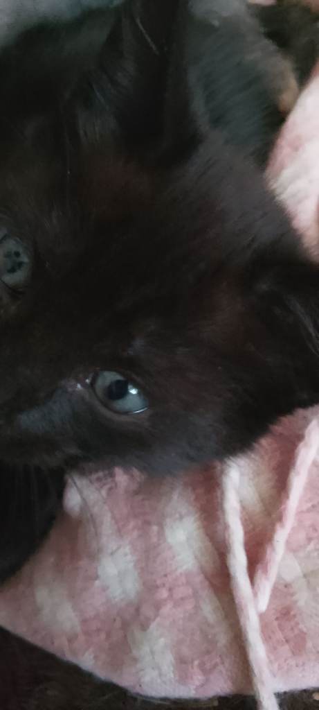2 beautiful kittens 1 blk girl left 