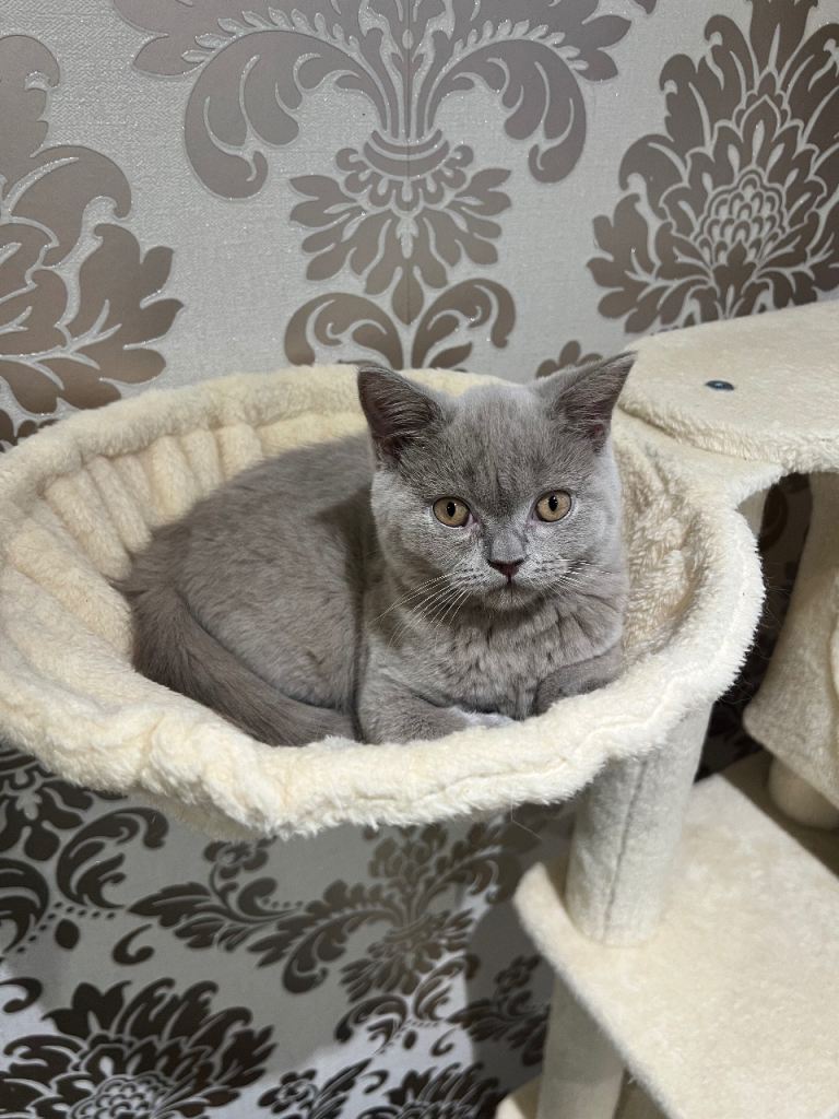 British Shorthair lilac Kitten
