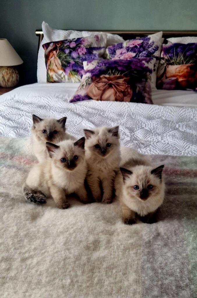 4 Beautiful Ragdoll Kittens