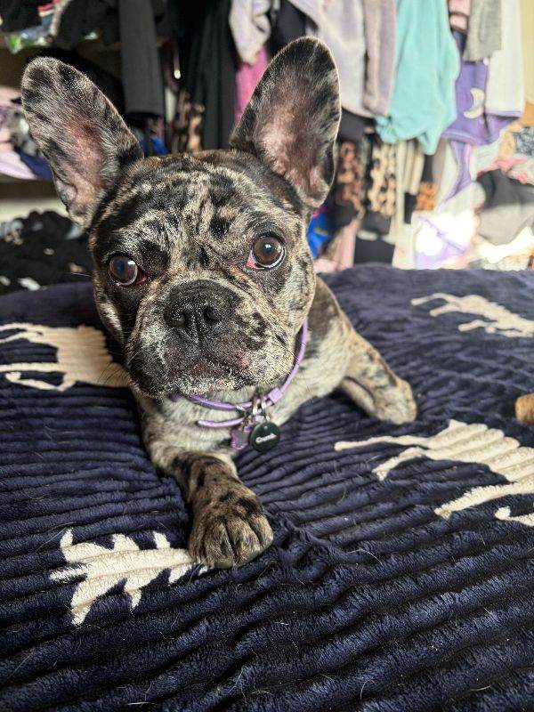 Lilac Merle French Bulldog