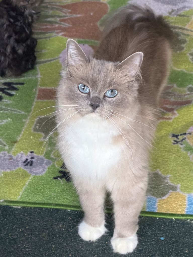 Adult cat rehoming. 