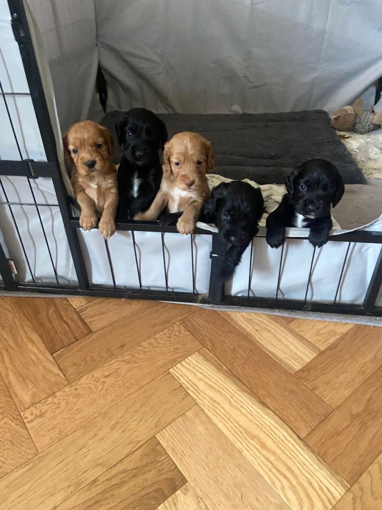 KC cocker spaniel pups