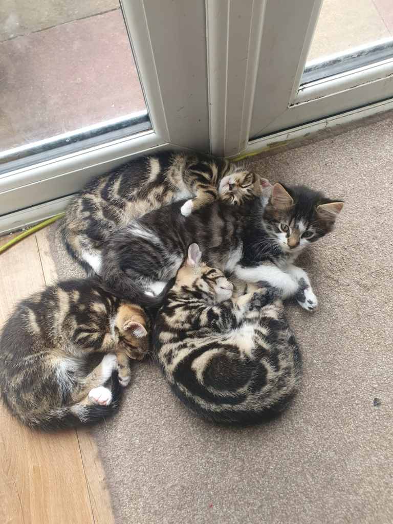 Main Coon mixed breed