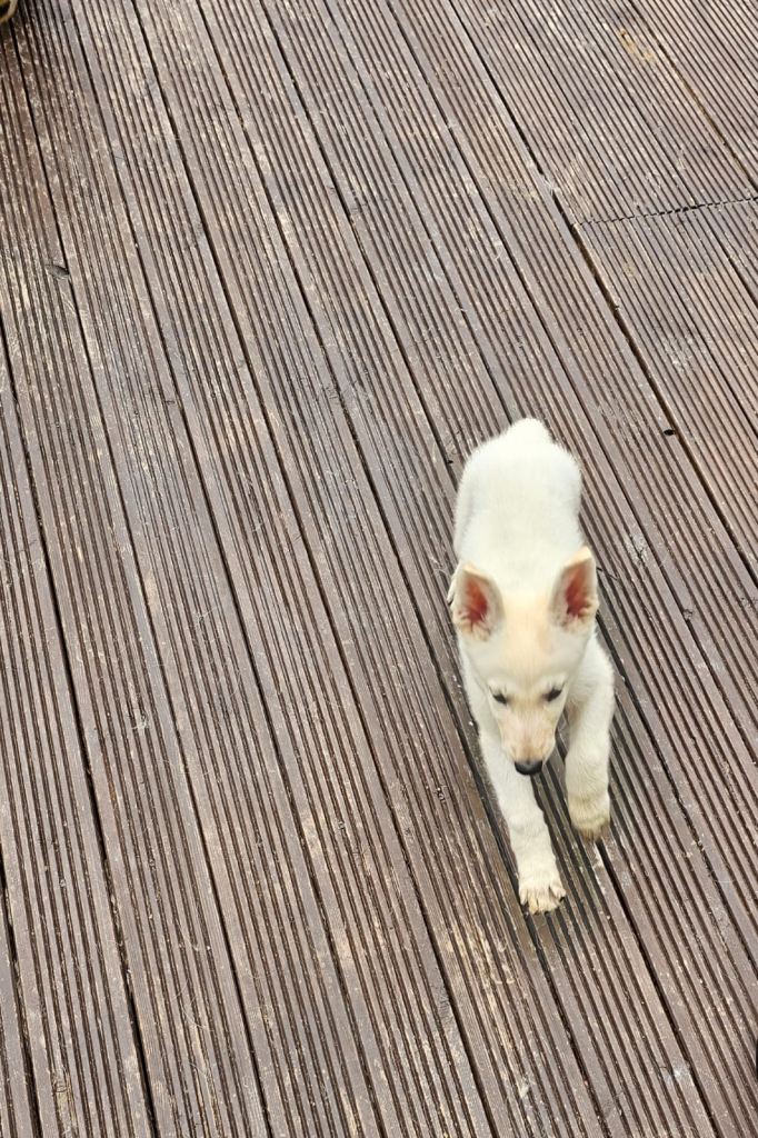 Beautiful white German shepherd puppy 