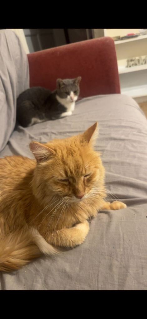 Two cats for sale