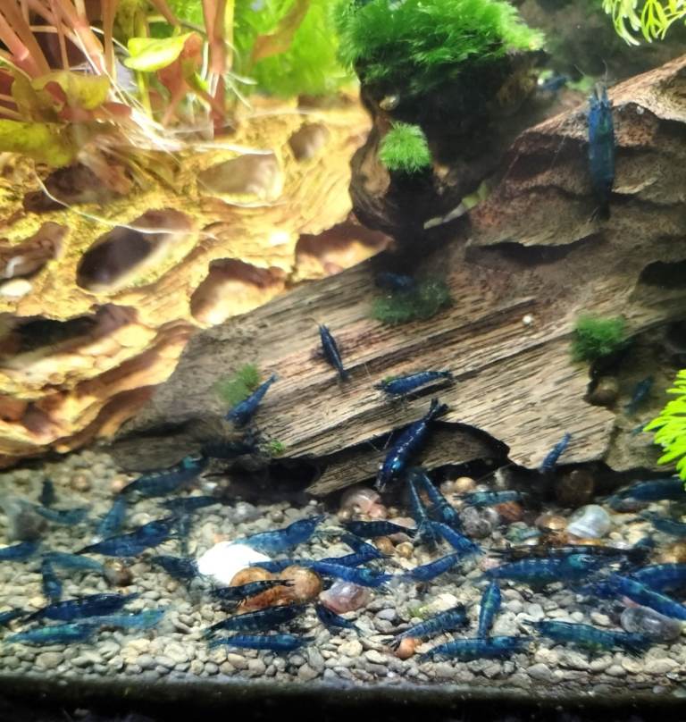 neocardina shrimps + female super red longfin pleco details in description Costessey NR5 0PX 