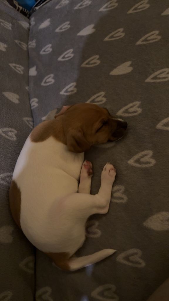 Jack Rusell puppy female