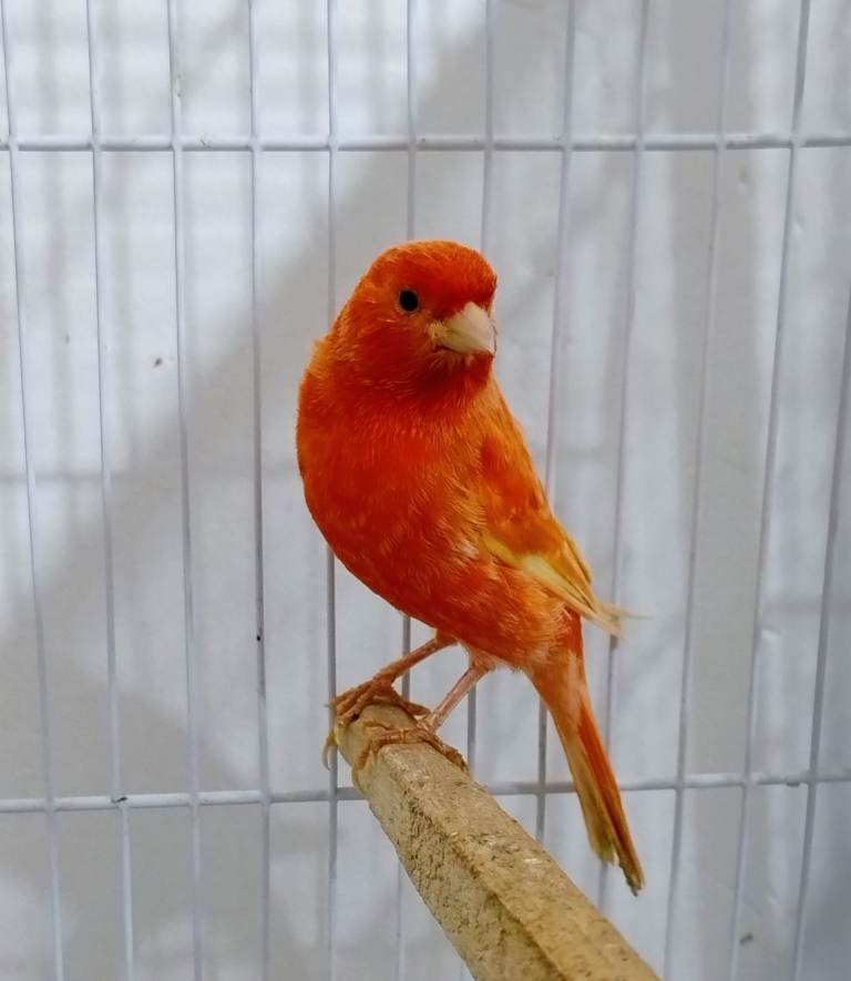 Red canary and cage 