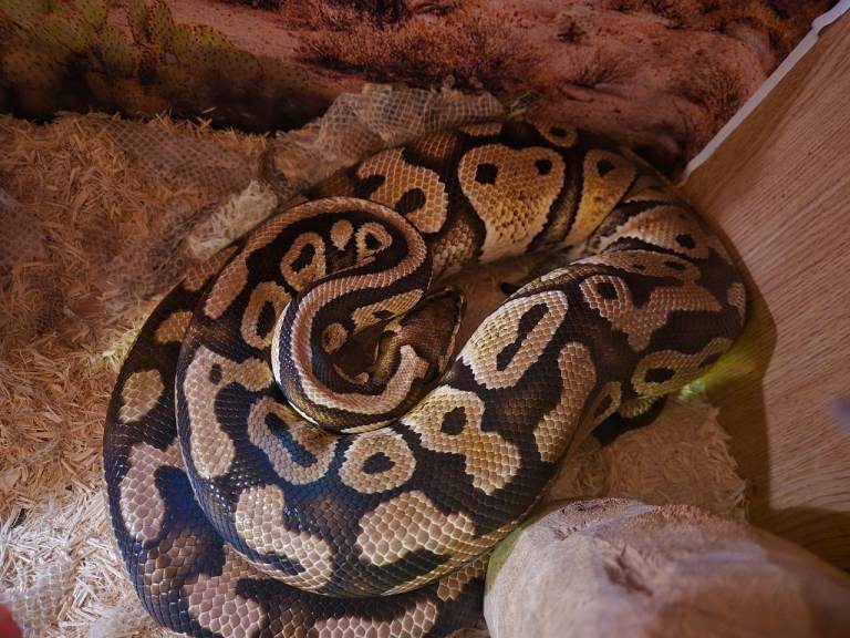 Ball python and corn snake's 