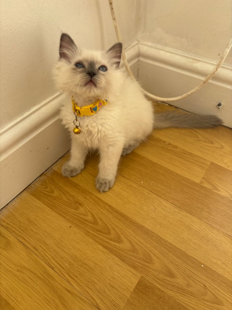 Adorable Ragdoll kittens for sale