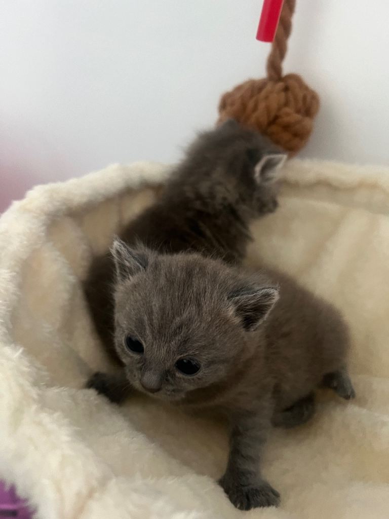 Beautiful Grey British Shorthair Male Kitten – £400 🐾