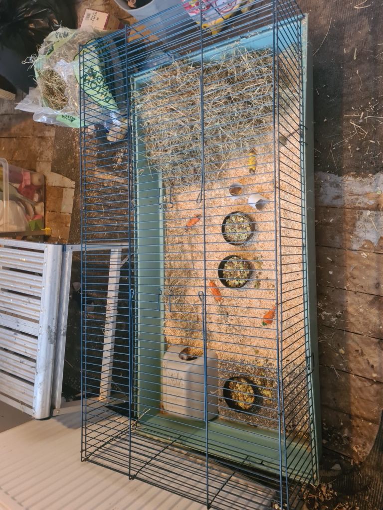 4 x Guinea pigs plus cage