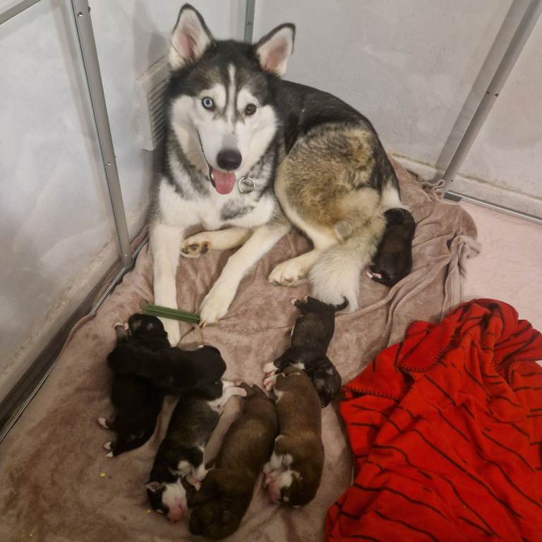 Siberian husky cross coltriever pups