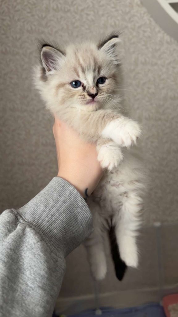 2 ragdoll girl kittens 