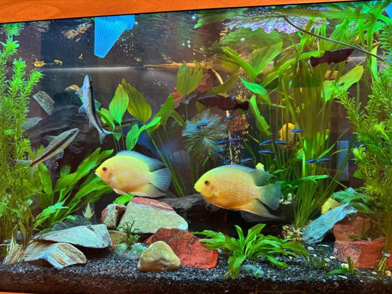 Golden Severum Cichlids 