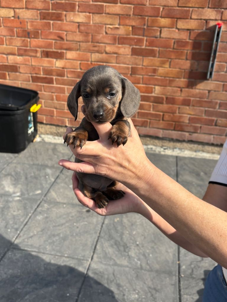 Dachshund puppies